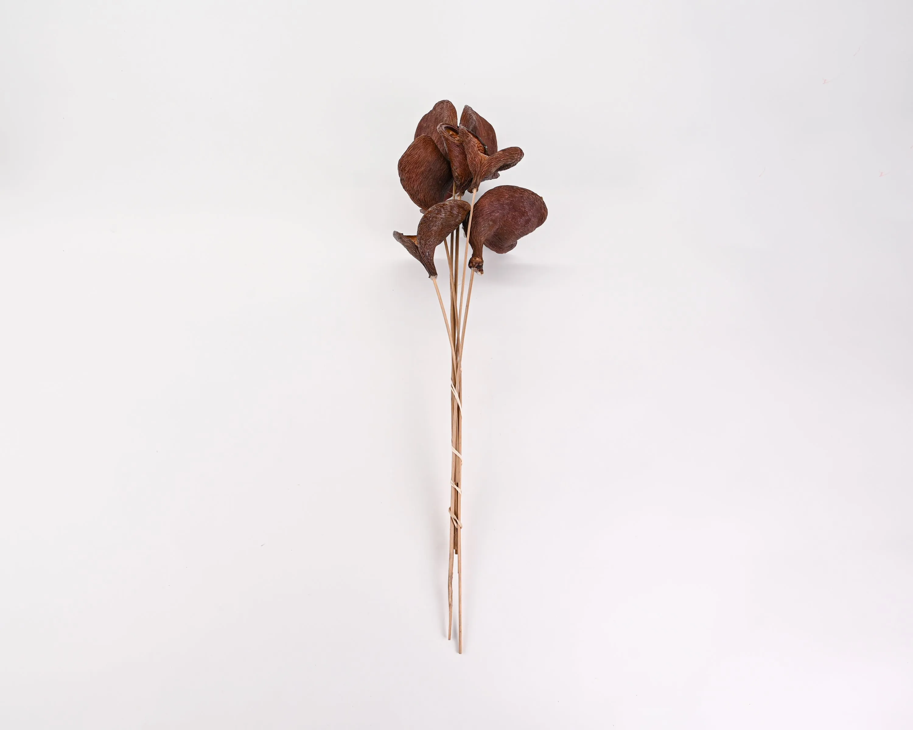 Dried Badam Nut Pod