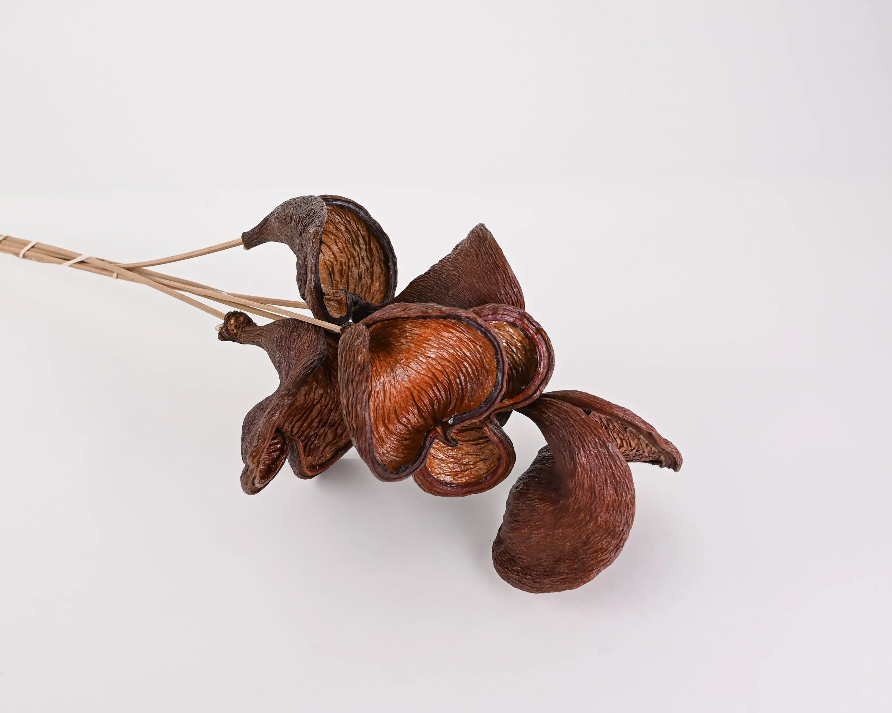 Dried Badam Nut Pod