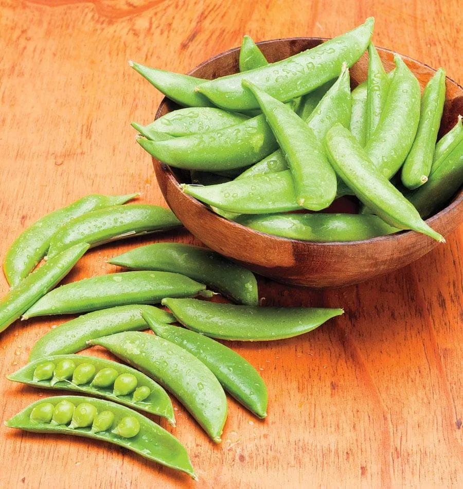 Heirloom Organic Sugar Daddy Stringless Pea Seeds