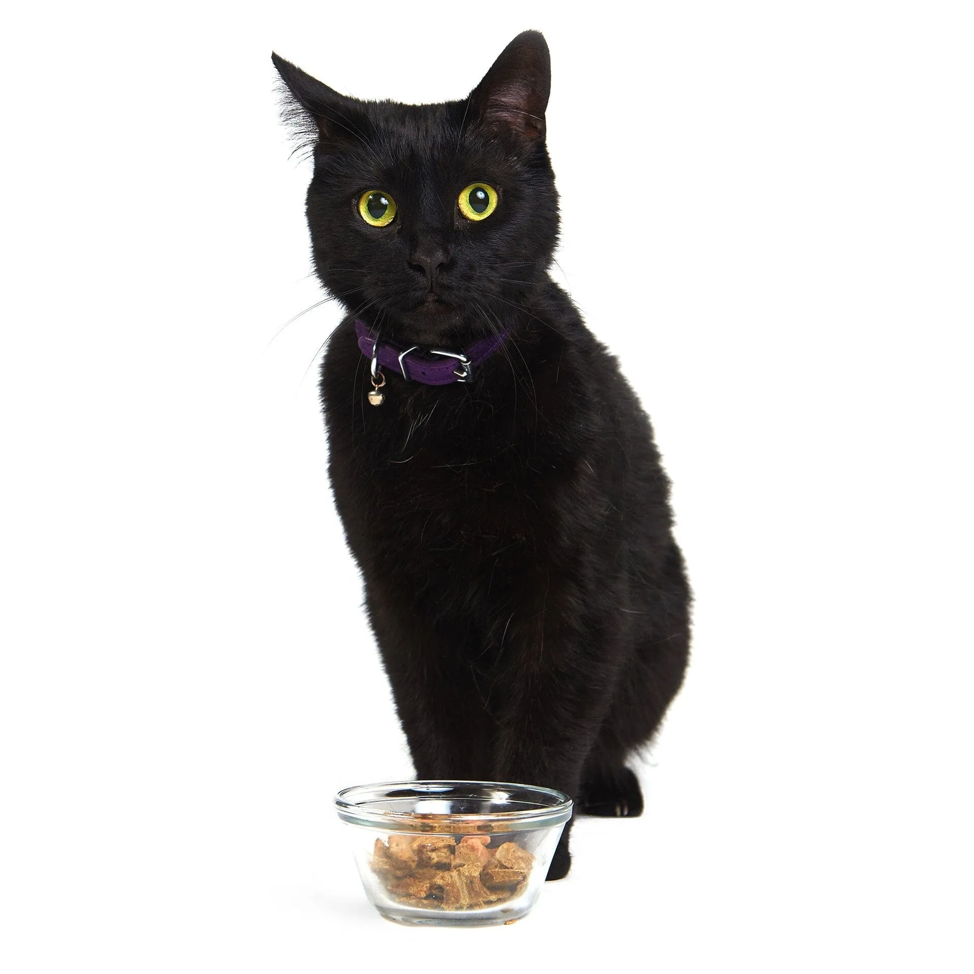 Purrfect Pork | B&B Co. | CAT