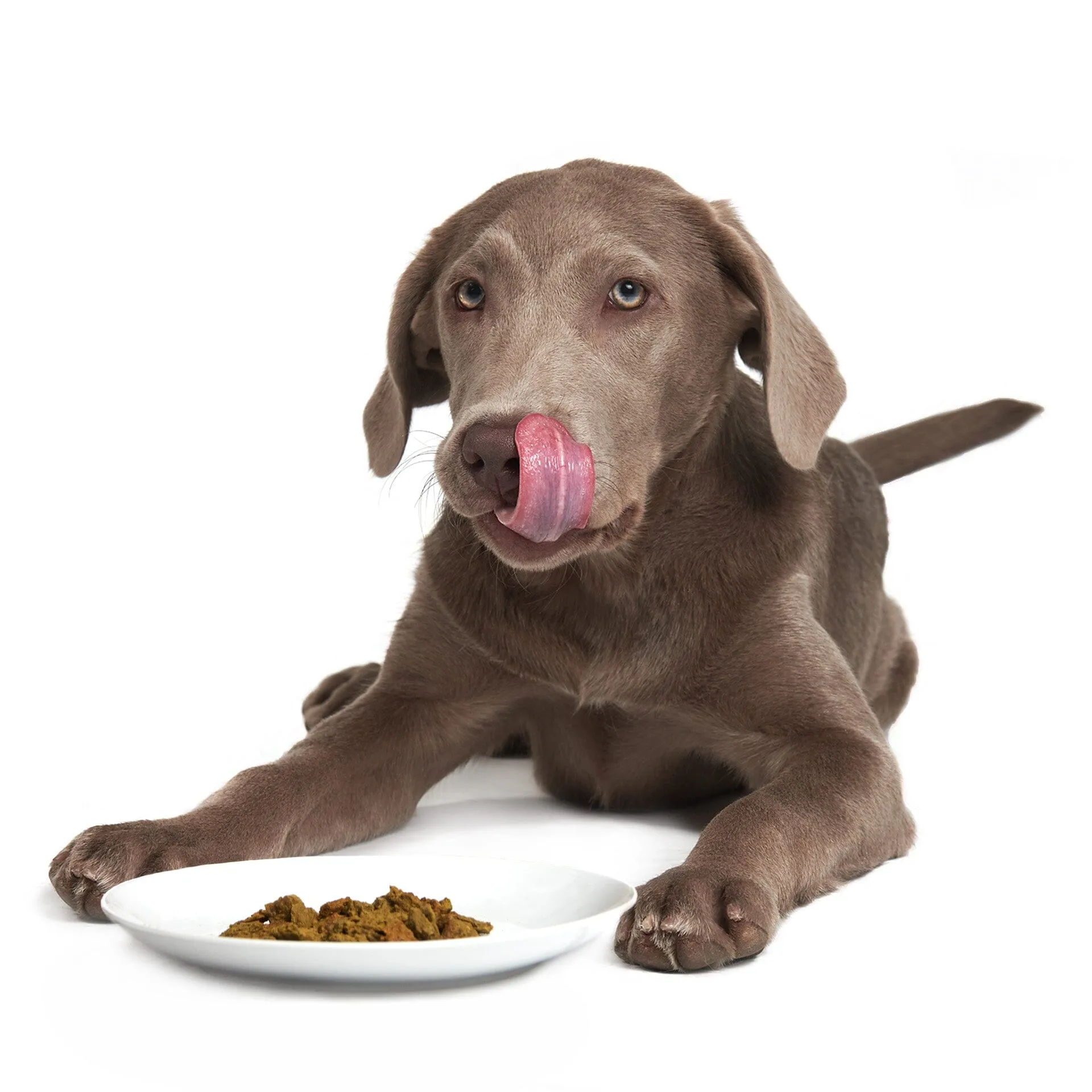 Very Berry Chicken | B&B Co. | DOG
